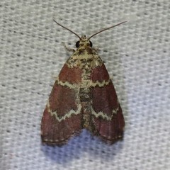 Phoenicophanta modestula