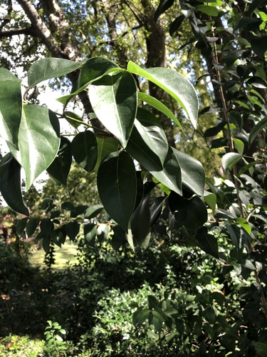 Ligustrum lucidum image