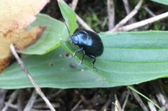 Chrysolina americana
