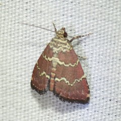 Phoenicophanta modestula