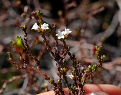Euchaetis elsieae