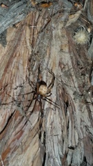 Latrodectus geometricus