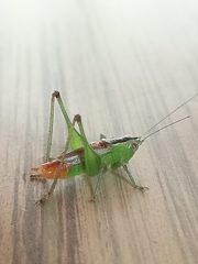 Conocephalus ictus