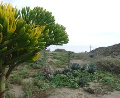 Agave sebastiana