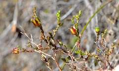 Euchaetis elsieae
