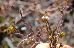 Euchaetis elsieae