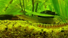 Spotfin Spiny Eel photo 4