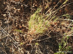 Aegilops triuncialis