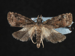 Platynota idaeusalis