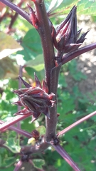 Hibiscus sabdariffa