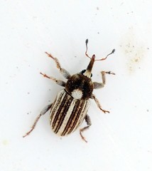 Tychius striatulus