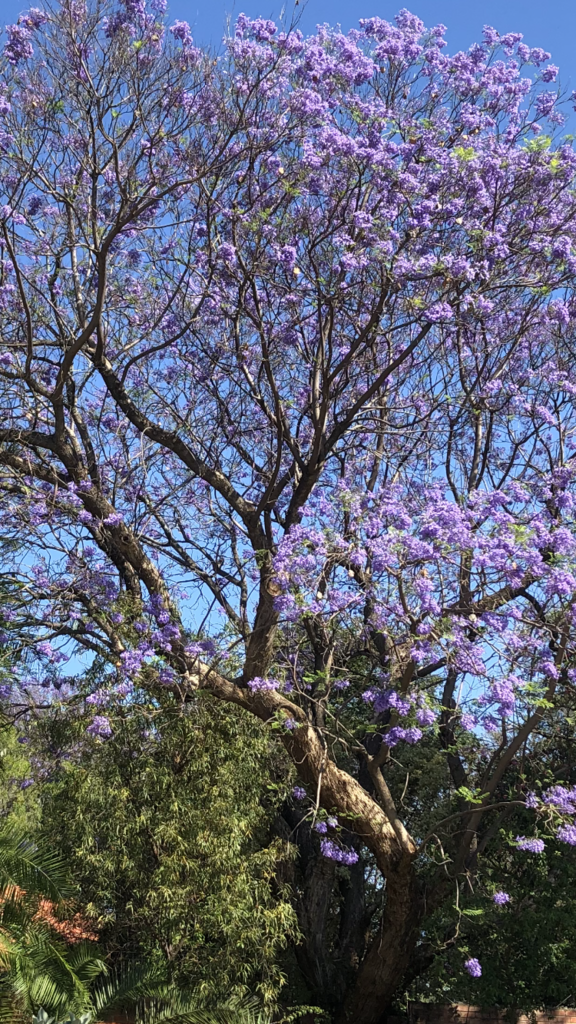 blue jacaranda (Jacaranda mimosifolia) · iNaturalist