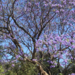 Blue Jacaranda - Photo (c) stacey_ellman_brown, some rights reserved (CC BY-NC)