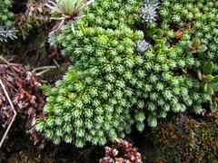 Kelleria croizatii