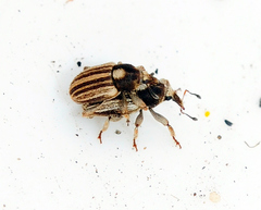 Tychius striatulus