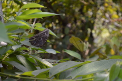 Morpho helenor montezuma