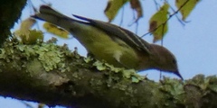 Setophaga castanea