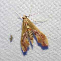 Agathodes monstralis