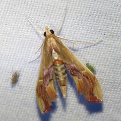 Agathodes monstralis