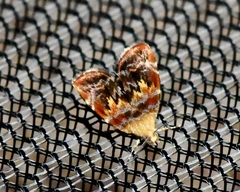 Choreutis emplecta