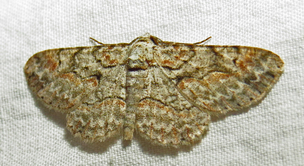 Brown-shaded Gray