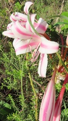 Crinum stuhlmannii delagoense