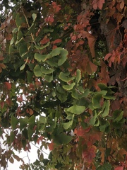 Ginkgo biloba