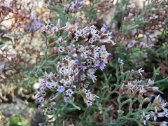 Limonium cordatum