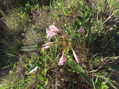 Crinum stuhlmannii delagoense