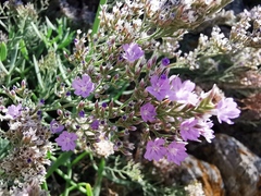 Limonium cordatum