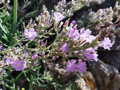 Limonium cordatum