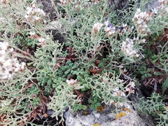 Limonium cordatum