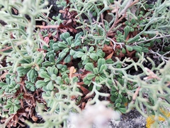 Limonium cordatum