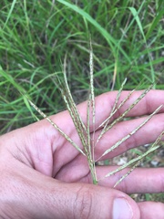 Bothriochloa bladhii