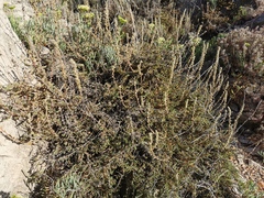 Camphorosma monspeliaca