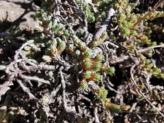 Camphorosma monspeliaca