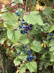 Ampelopsis glandulosa