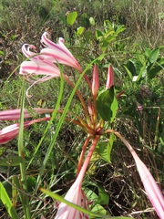 Crinum stuhlmannii delagoense