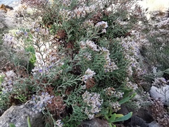 Limonium cordatum