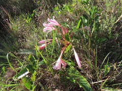 Crinum stuhlmannii delagoense