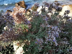 Limonium cordatum