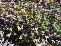 Camphorosma monspeliaca