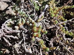 Camphorosma monspeliaca