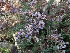 Limonium cordatum