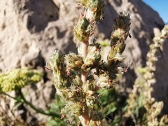 Camphorosma monspeliaca