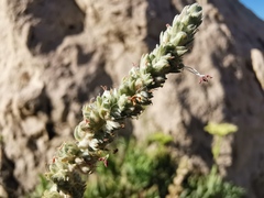 Camphorosma monspeliaca