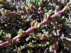 Camphorosma monspeliaca