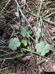 Oxalis nelsonii