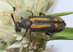 Ceroctis trifurca