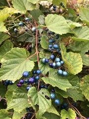 Ampelopsis glandulosa